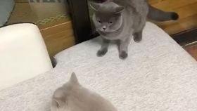 女猫在线观看,女猫在线直播,萌态百出引网友热议 第1张 女猫在线观看,女猫在线直播,萌态百出引网友热议 第1张